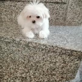 Cuccioli di razza maltese con pedigree enci