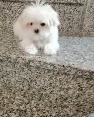Cuccioli di razza maltese con pedigree enci
