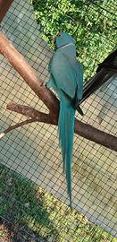 Coppia parrocchetti dal collare