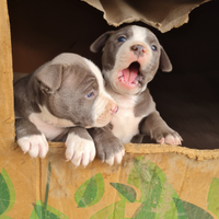 Cuccioli Amstaff