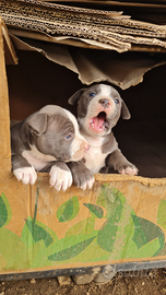 Cuccioli Amstaff