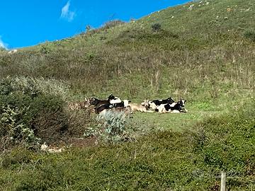 Vendita mucche giovani primo parto