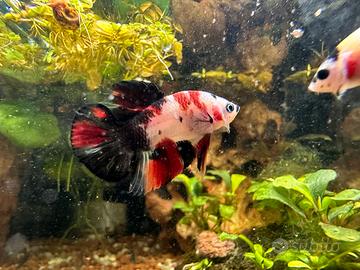 Betta Multicolor/Koi