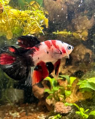 Betta Multicolor/Koi