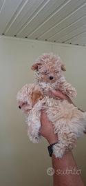 Cuccioli maltipoo mini toy