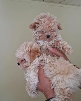 Cuccioli maltipoo mini toy