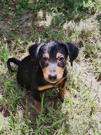 Miky: cucciolo