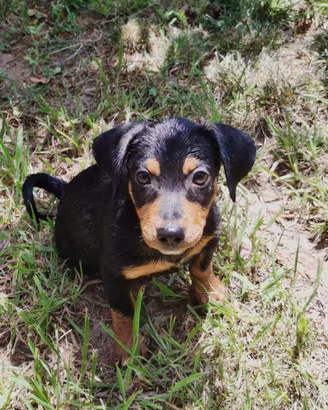 Miky: cucciolo