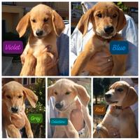 5 famiglie per 5 meraviglie