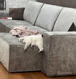 Gatta per accoppiamento British longhair