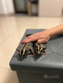 Petauro dello zucchero ancestrali