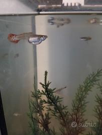 Guppy varie età