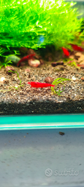Neocaridine davidi Bloody mary