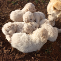 Cuccioli pastore maremmano originali