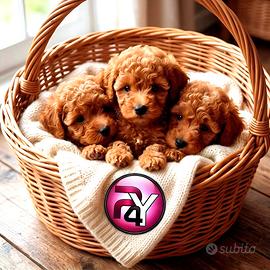 Cuccioli taglia piccolissima