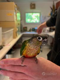 CONURO FIANCHI GIALLI Baby - Pyrrhura hypoxantha