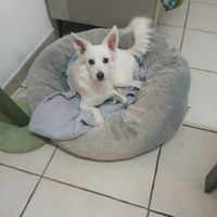 Cagnolina metticia taglia MEDIA sterilizzata