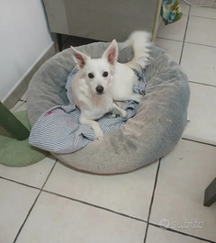 Cagnolina metticia taglia MEDIA sterilizzata