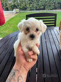 Cuccioli di maltese