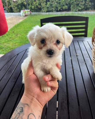 Cuccioli di maltese