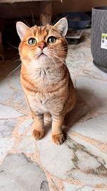 Gatto Scottish Straight