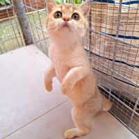 Scottish Straight femmine con pedegree