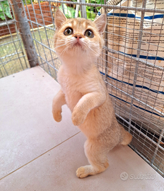 Scottish Straight femmine con pedegree