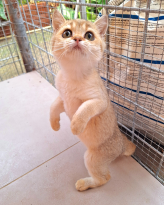 Scottish Straight femmine con pedegree