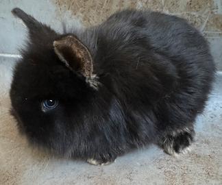 Coniglio Testa di Leone