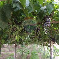 Terreno - Chiaramonte Gulfi