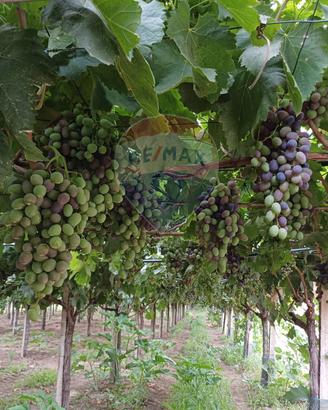 Terreno - Chiaramonte Gulfi