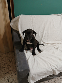 Cucciolo staffordshire terrier