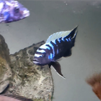 Ciclidi mbuna Cynotilapia ndonga deep f1