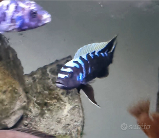 Ciclidi mbuna Cynotilapia ndonga deep f1