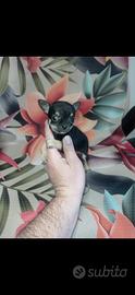 Chihuahua Toy femmine