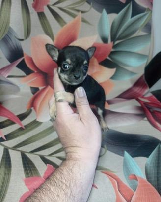 Chihuahua Toy femmine