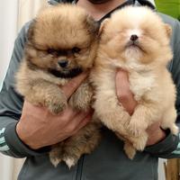 Cuccioli di Spitz della Pomerania