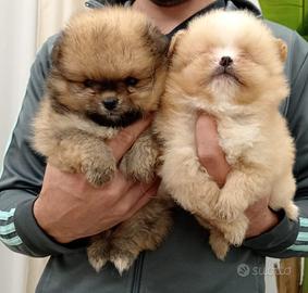 Cuccioli di Spitz della Pomerania