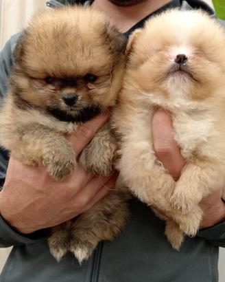Cuccioli di Spitz della Pomerania