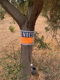 Vendita terreno agricolo (uliveto)