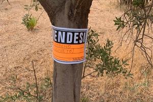 Vendita terreno agricolo (uliveto)