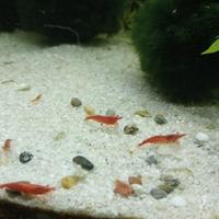 Caridine Acquario Pesci