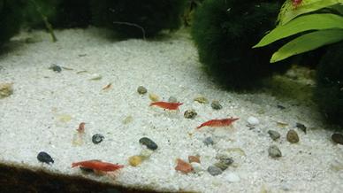 Caridine Acquario Pesci
