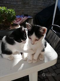 cuccioli gattini