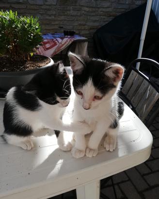 cuccioli gattini