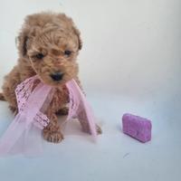 Cucciola barboncina toy albicocca