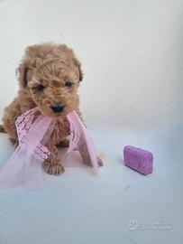 Cucciola barboncina toy albicocca