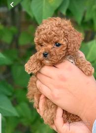 Cuccioli toy