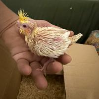 Pappagallo Calopsite lutino