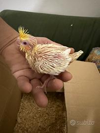 Pappagallo Calopsite lutino